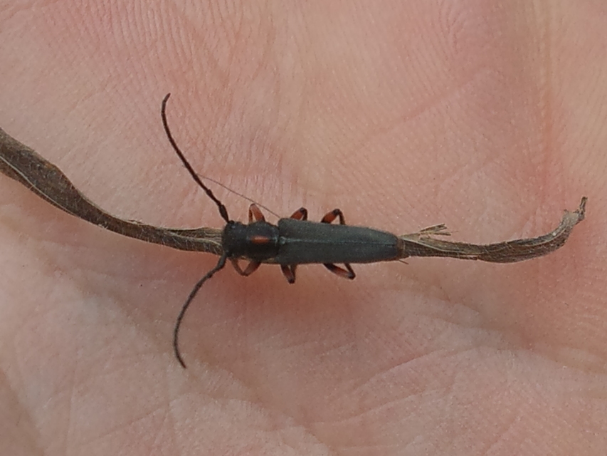 Phytoecia pustulata - parányi fűcincér