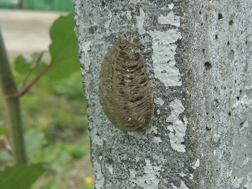 Mantis religiosa - imádkozósáska