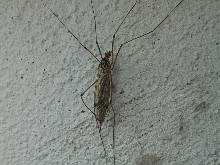 Nephrotoma scalaris