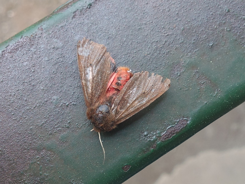 Phragmatobia fuliginosa - füstös medvelepke