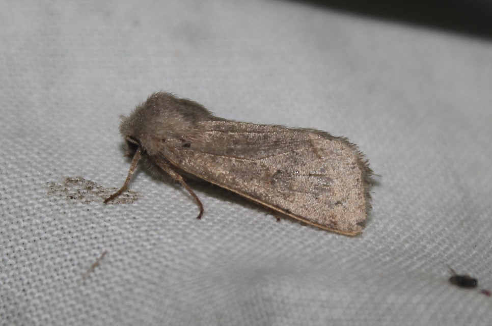 Orthosia cerasi - közepes barkabagoly