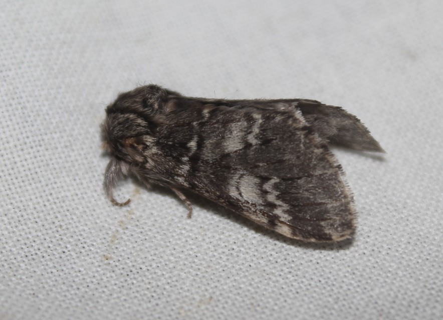 Drymonia ruficornis - cserfa-púposszövő