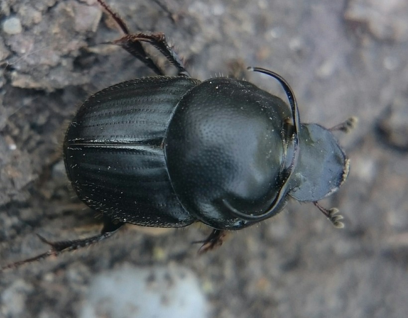Onthophagus taurus - szarvas trágyatúró