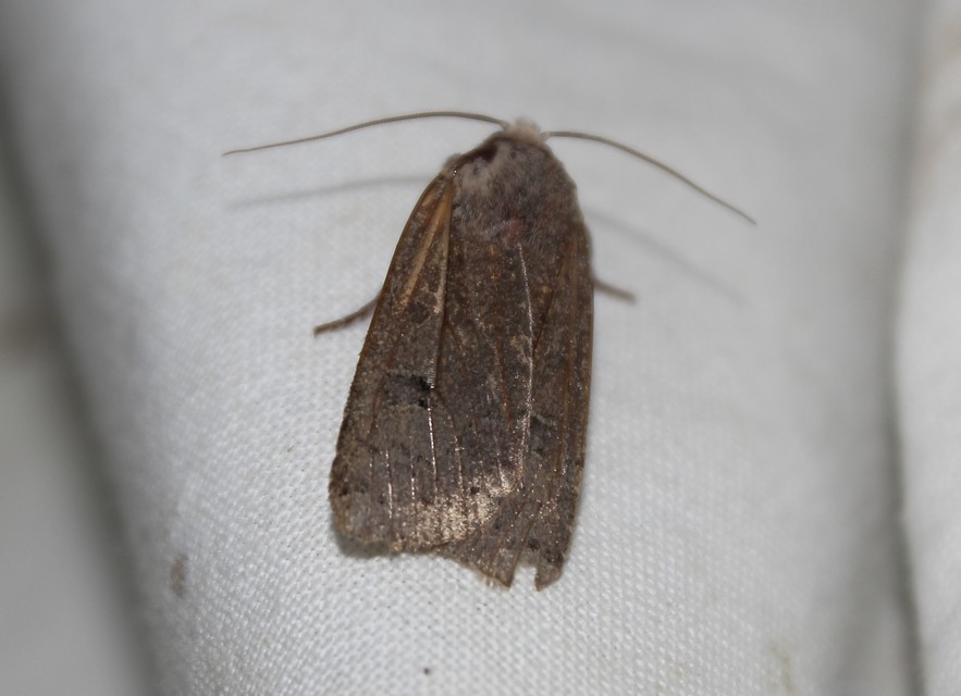 Conistra erythrocephala - vörösfejű őszibagoly
