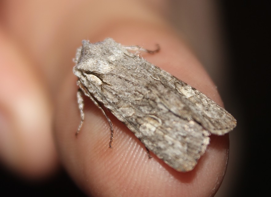 Lithophane ornitopus - közönséges fabagoly