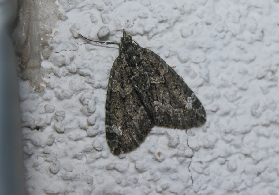 Chloroclysta siterata - salátazöld araszoló