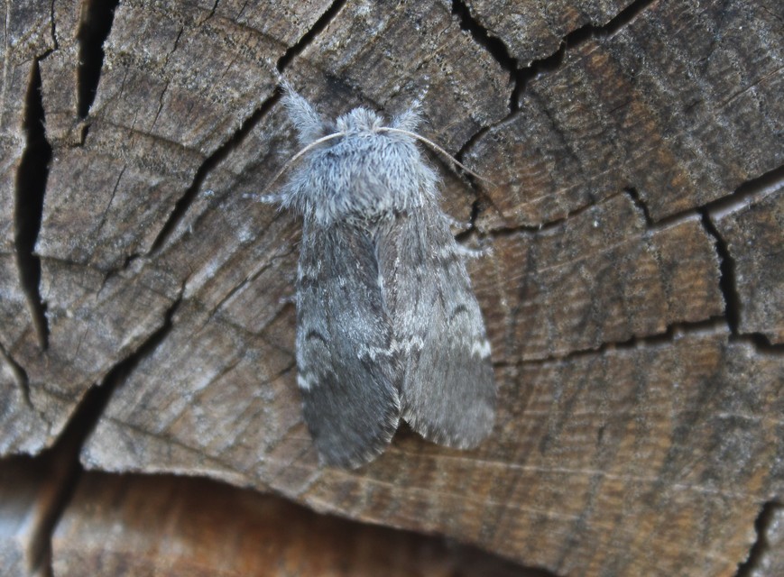 Drymonia ruficornis - cserfa-púposszövő