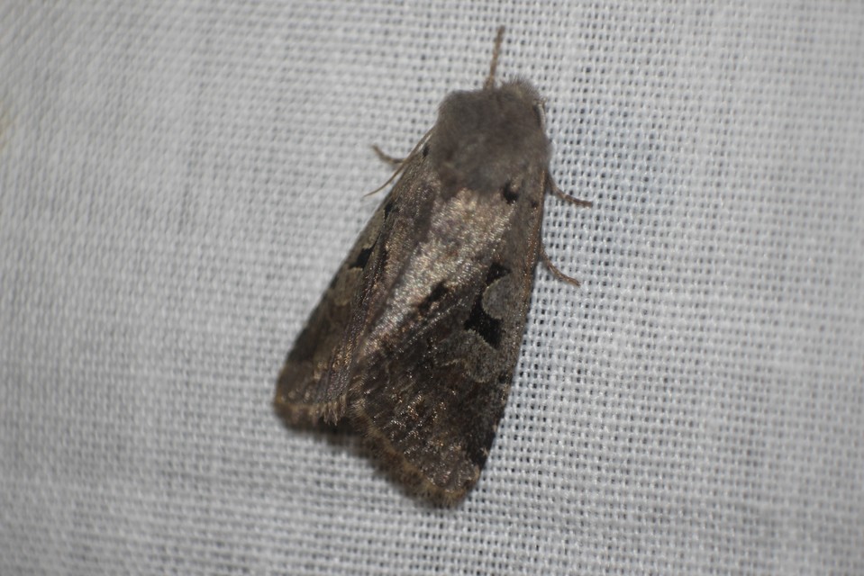 Orthosia gothica - feketefoltos barkabagoly