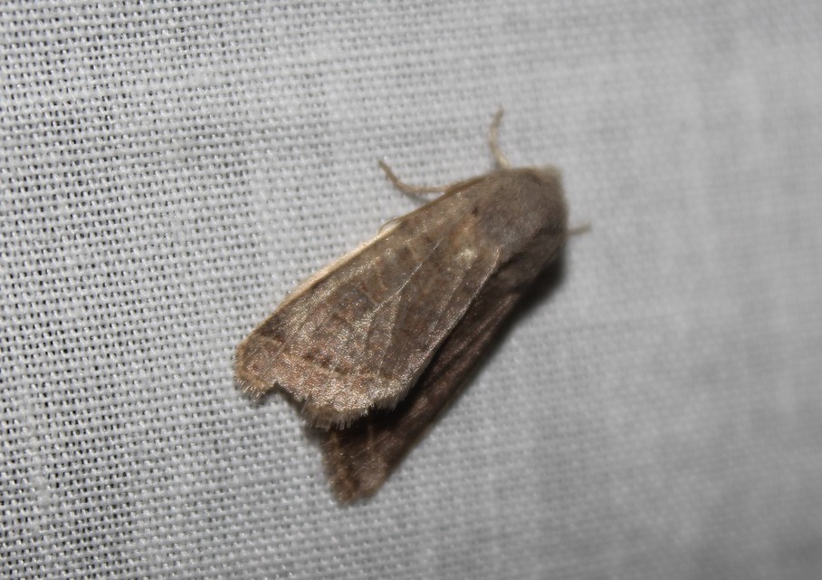 Orthosia cerasi - közepes barkabagoly