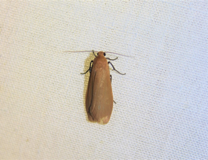 Eilema sororcula - sárga zuzmószövő