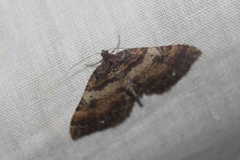 Earophila badiata - csipkerózsa-araszoló