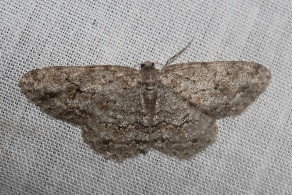 Ectropis crepuscularia - avararaszoló