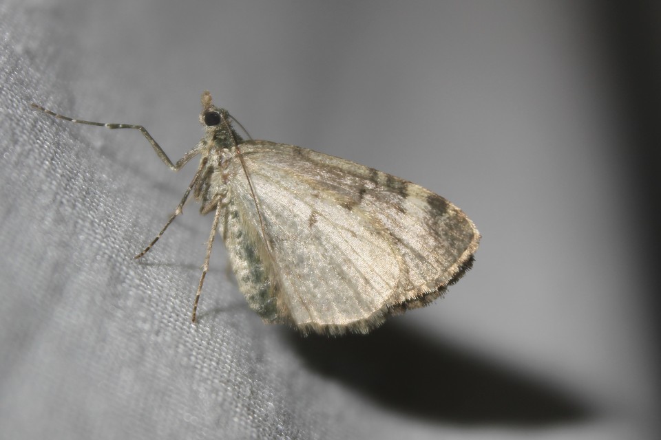 Chloroclysta siterata - salátazöld araszoló