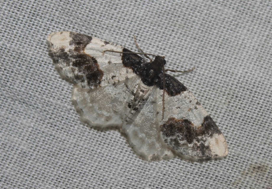 Ligdia adustata - barna levélaraszoló
