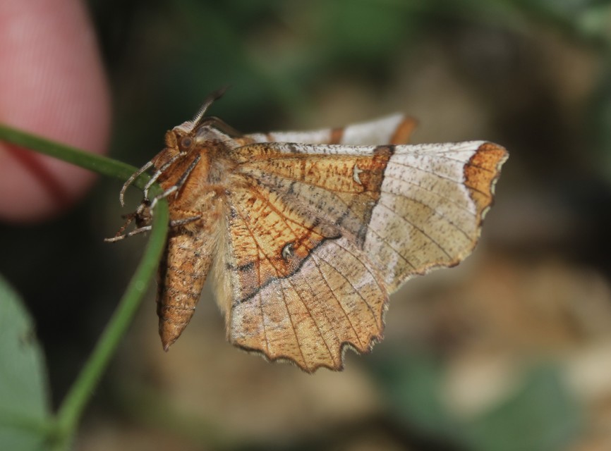 Selenia lunularia - egyfoltos holdasaraszoló