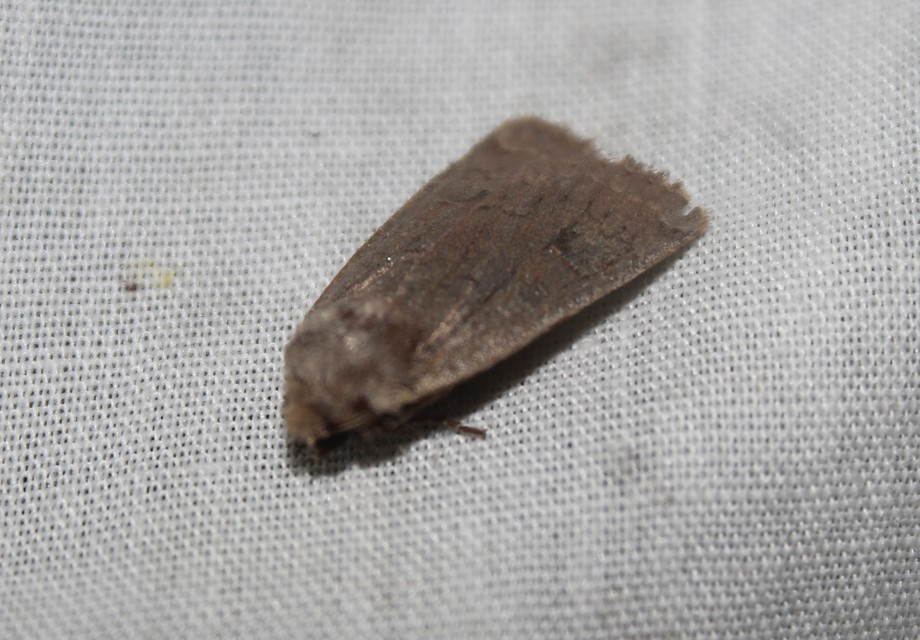 Conistra erythrocephala - vörösfejű őszibagoly
