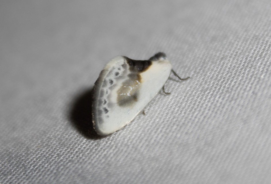 Cilix glaucata - törpe sarlósszövő