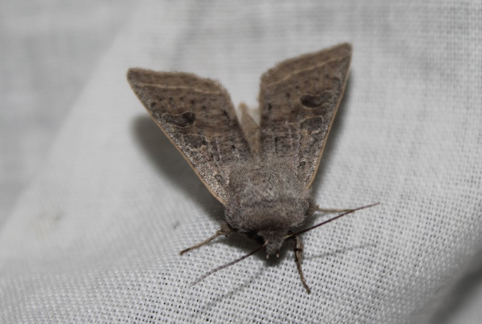 Orthosia gracilis - karcsú barkabagoly