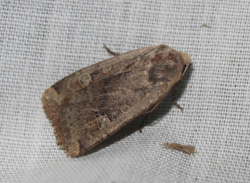 Conistra erythrocephala - vörösfejű őszibagoly