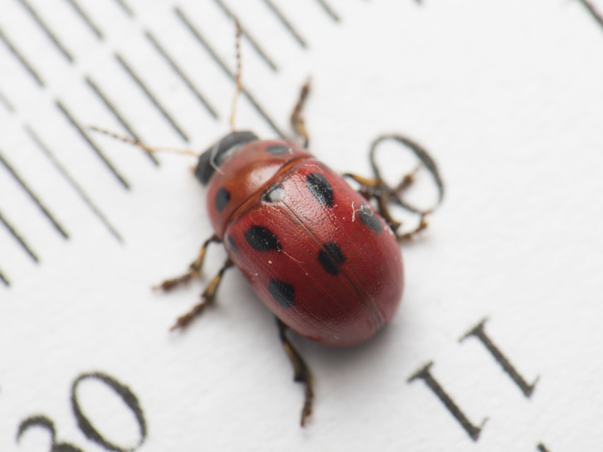 Gonioctena fornicata - közönséges lucernabogár