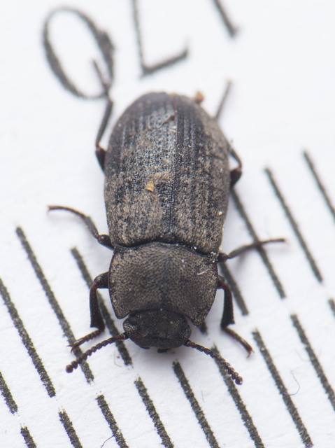 Gonocephalum granulatum pusillum