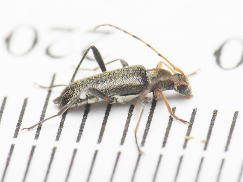 Grammoptera ruficornis - gyűrűscsápú galagonyacincér Grammoptera ruficornis - gyűrűscsápú galagonyacincér