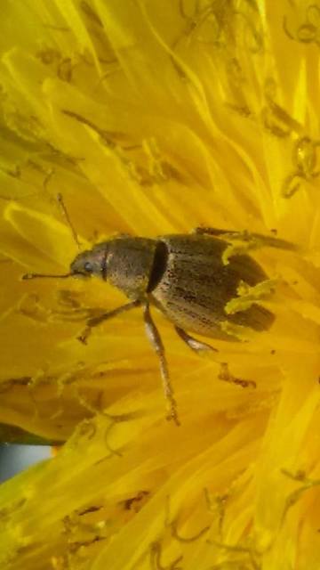 Sciaphobus squalidus - nagy szálkásbarkó