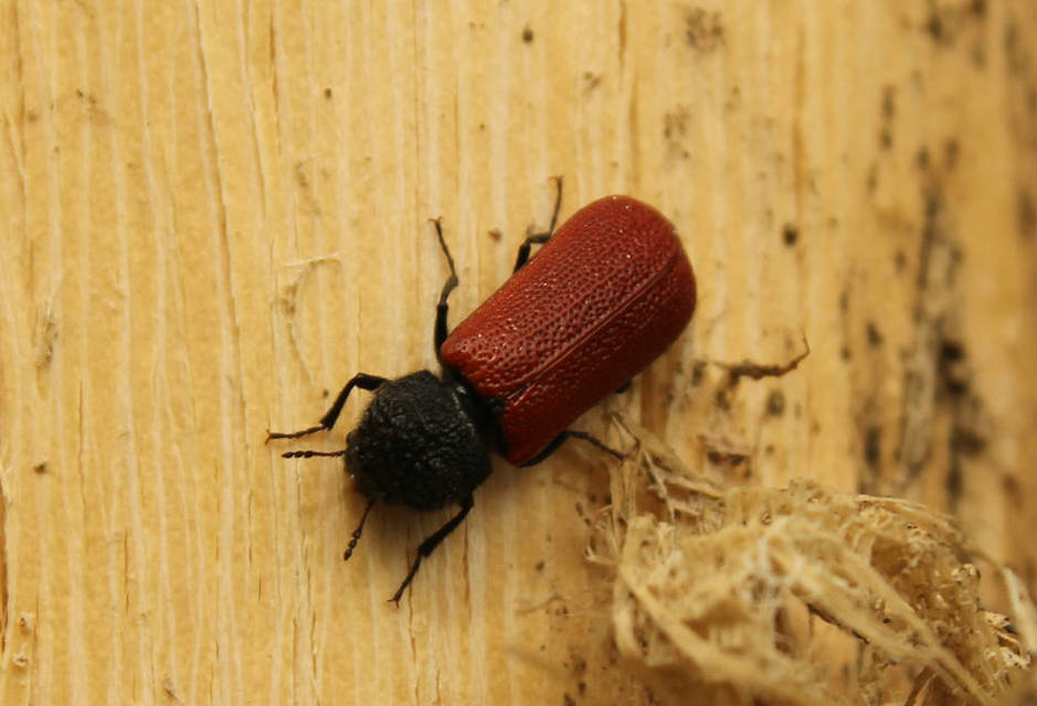 Bostrichus capucinus - piros csuklyásszú