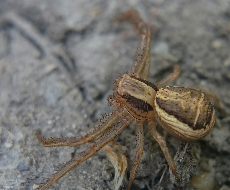 Xysticus ulmi - cserje-karolópók