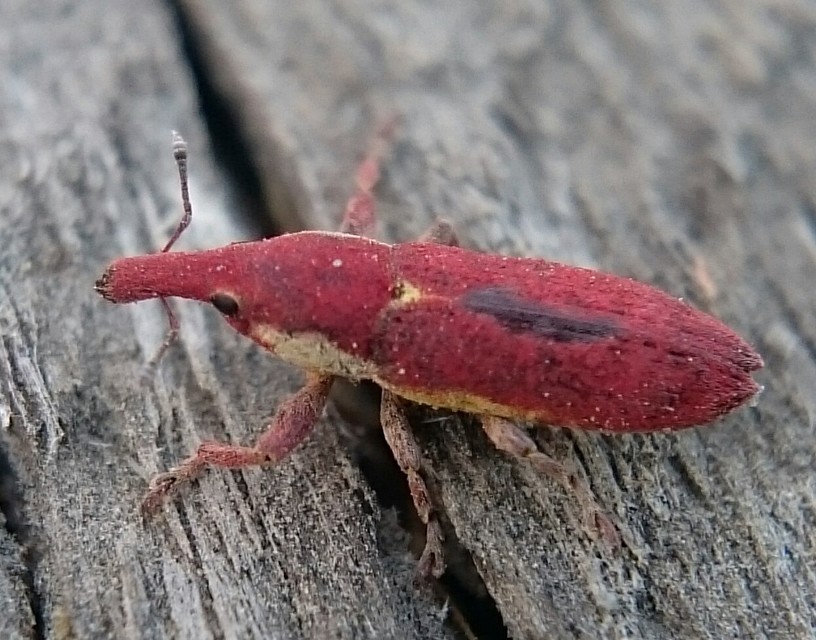 Lixus vilis - gémorr-dudvabarkó