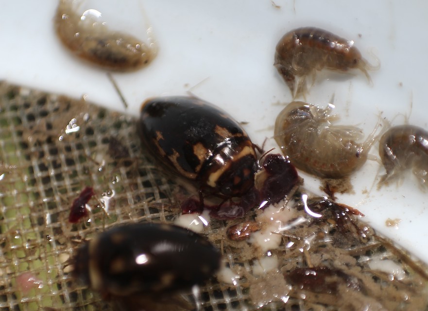 Platambus maculatus - tarka csíkbogár