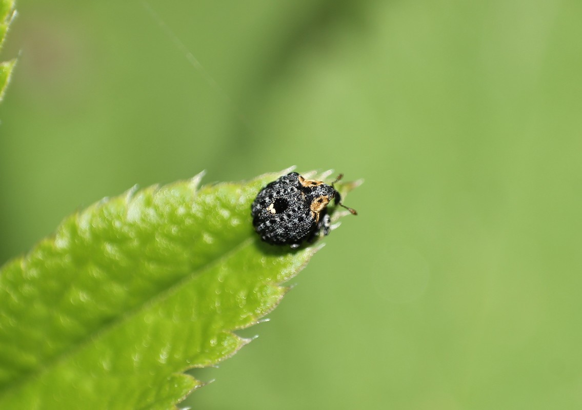 Cionus tuberculosus - sávosnyakú gömbormányos