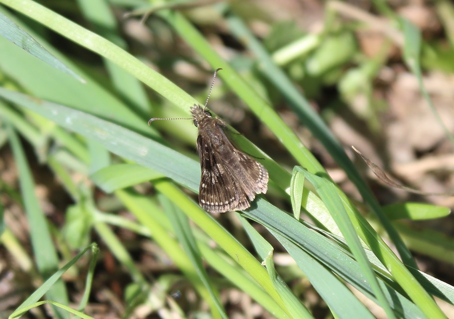 Erynnis tages - cigánylepke