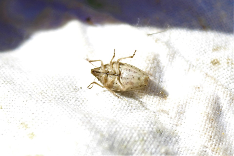 Aelia acuminata - közönséges szipolypoloska Aelia acuminata - közönséges szipolypoloska