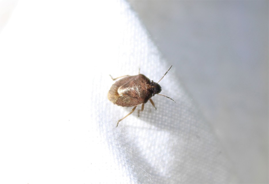 Rubiconia intermedia - bronzos címerespoloska Rubiconia intermedia - bronzos címerespoloska