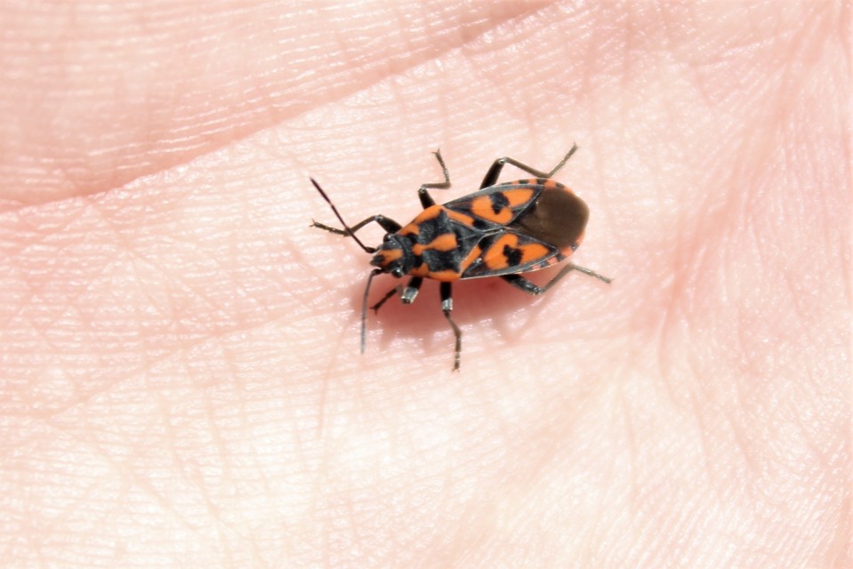 Spilostethus saxatilis - virágbodobács