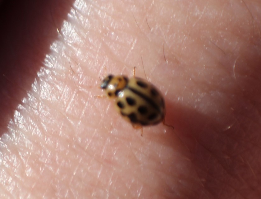 Tytthaspis sedecimpunctata - tizenhatpettyes katica