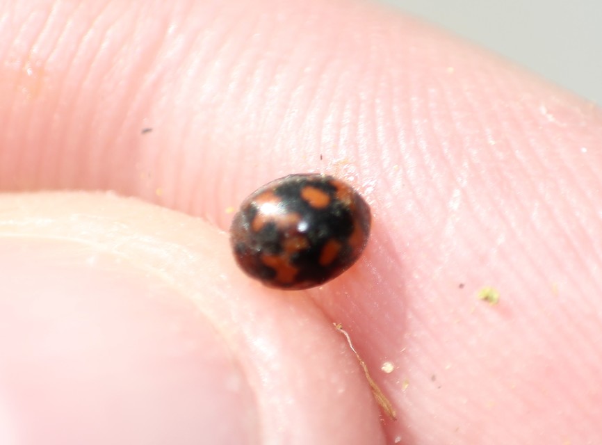 Subcoccinella vigintiquatuorpunctata - lucernaböde