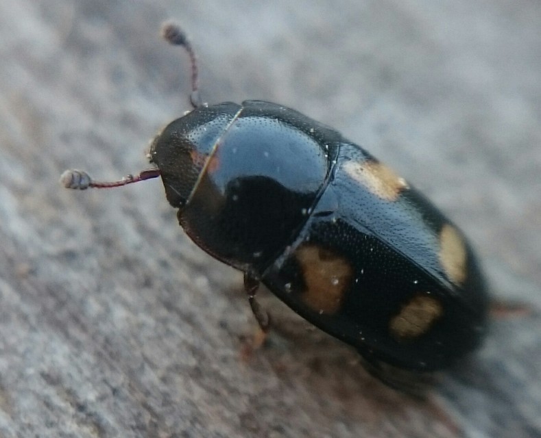 Glischrochilus quadrisignatus - amerikai fénybogár Glischrochilus quadrisignatus - amerikai fénybogár