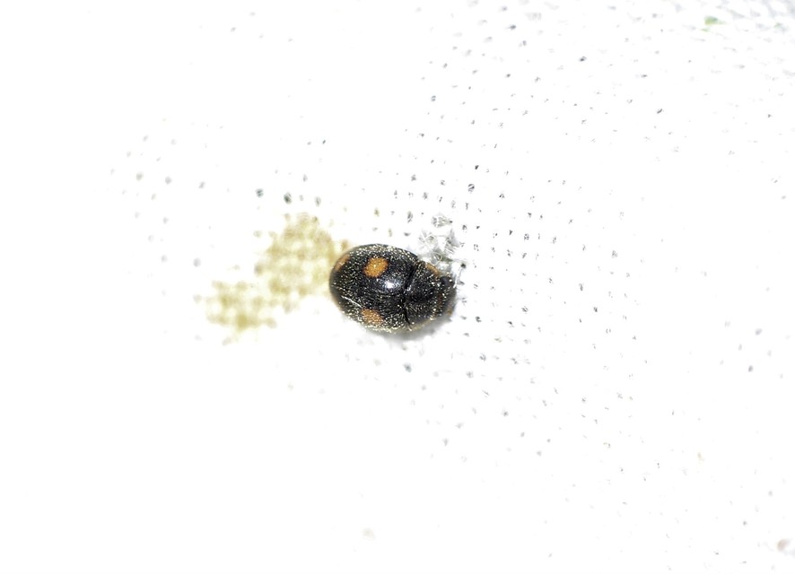 Platynaspis luteorubra - négypettyes szerecsenkata