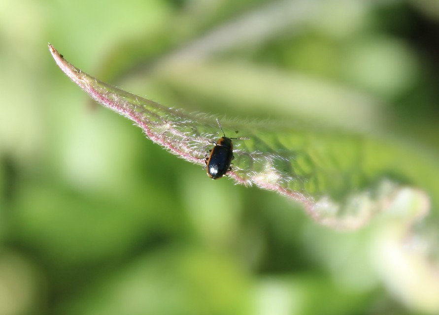 Prasocuris marginella - szegélyes boglárkalevelész
