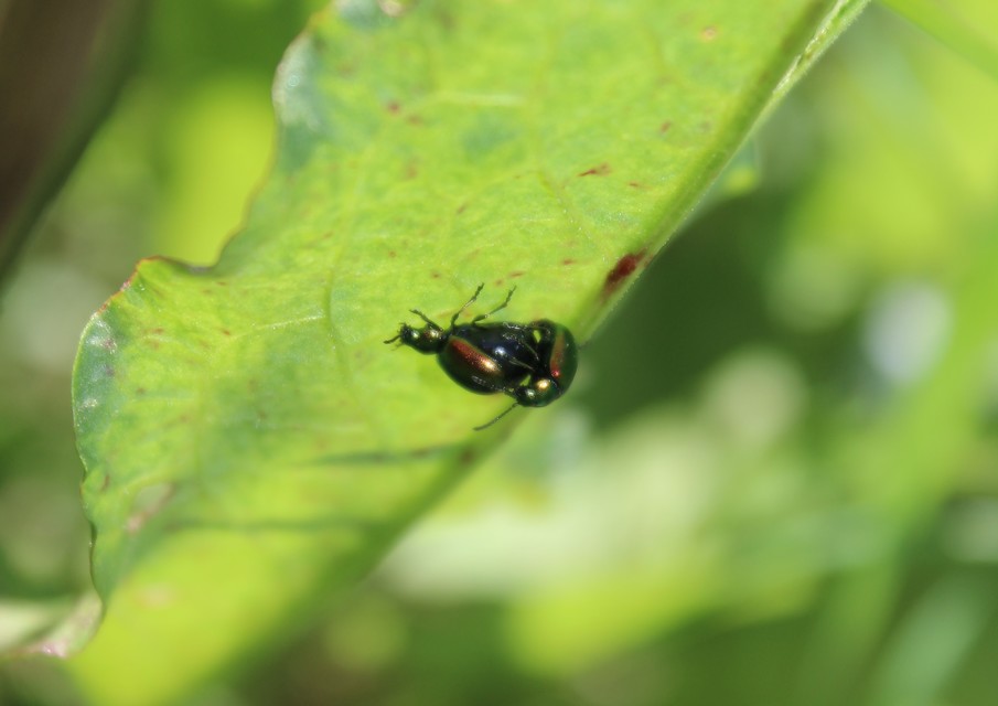 Gastrophysa viridula - sóska-levélbogár Gastrophysa viridula - sóska-levélbogár
