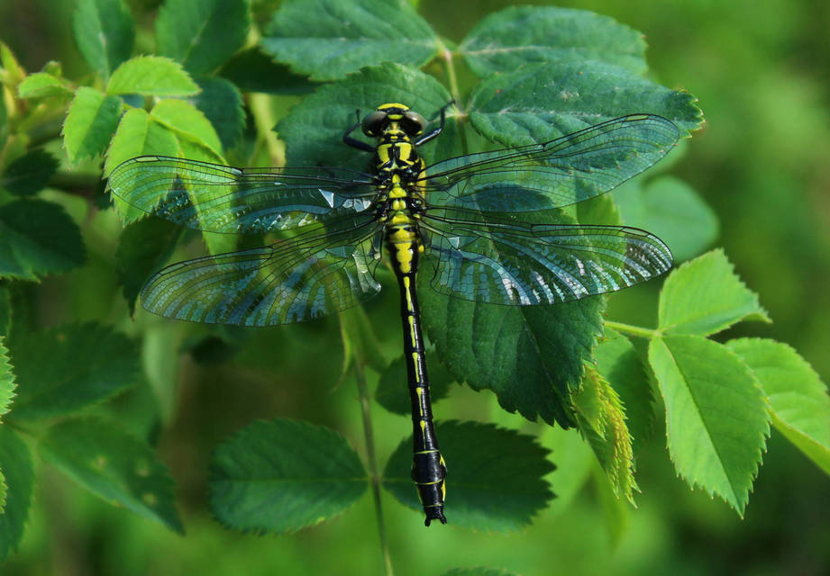 Gomphus vulgatissimus - feketelábú folyami-szitakötő