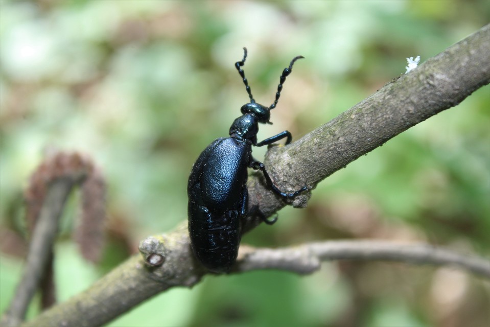 Meloe violaceus - kék nünüke
