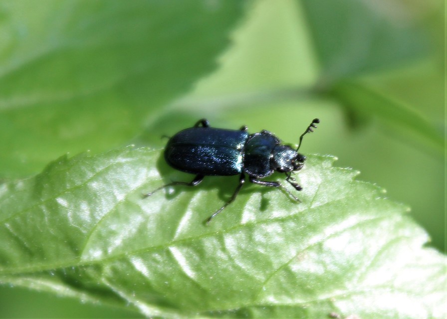 Platycerus caraboides - kis fémesszarvasbogár