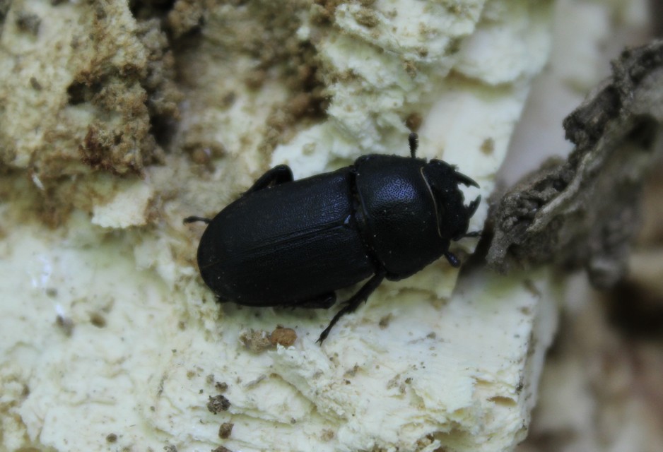 Dorcus parallelipipedus - kis szarvasbogár