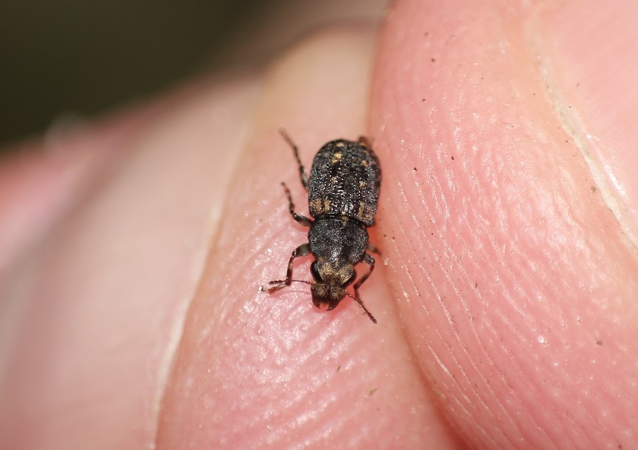 Ulorhinus bilineatus - dülledtszemű orrosbogár