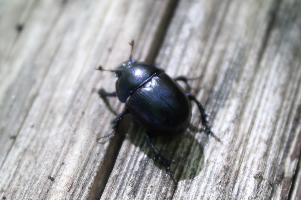 Anoplotrupes stercorosus - erdei álganéjtúró