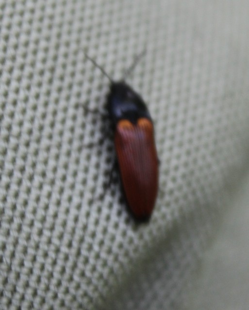 Ampedus pomorum - rozsdás pattanó