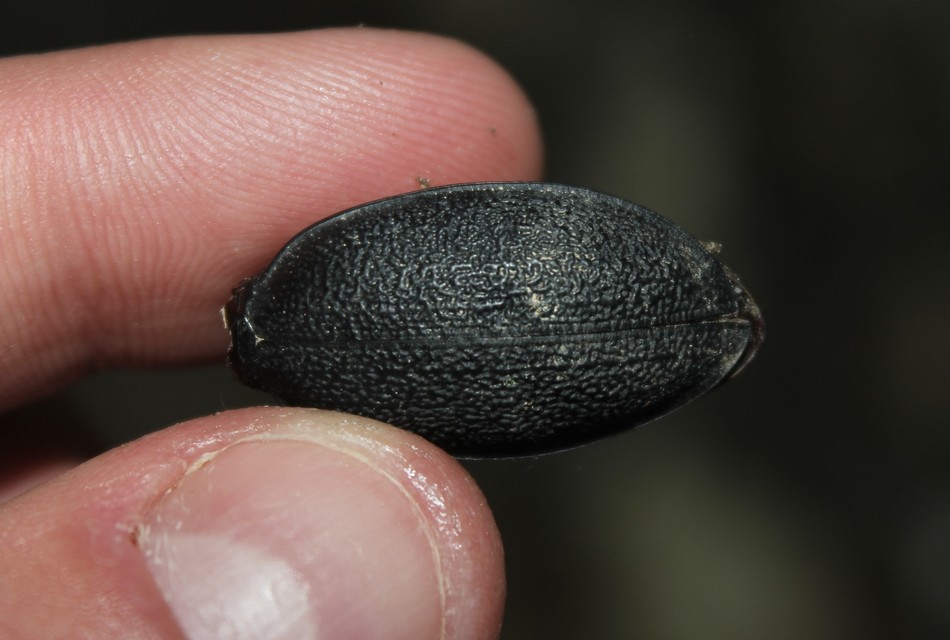 Carabus coriaceus - bőrfutrinka Carabus coriaceus - bőrfutrinka